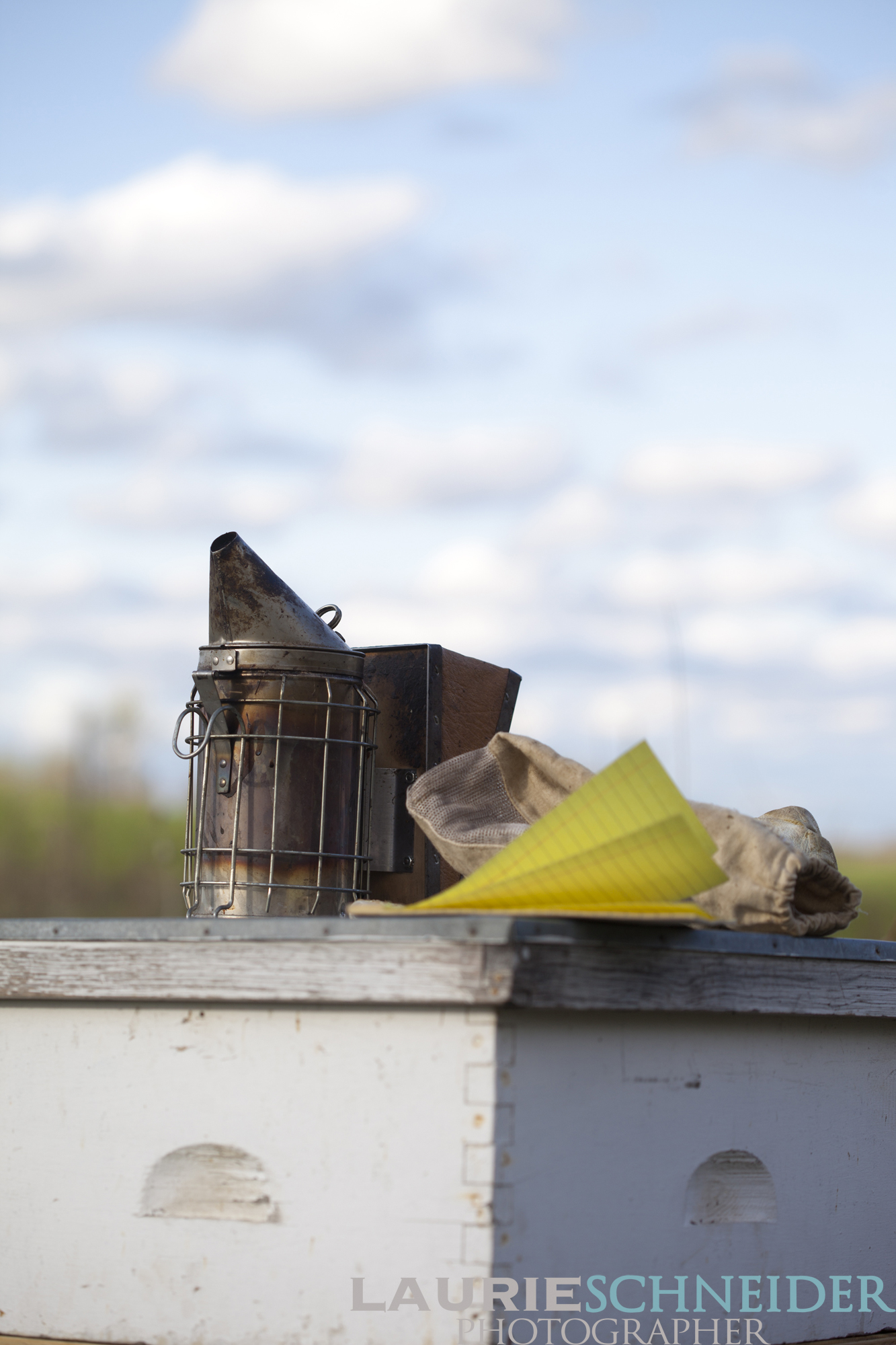 Frame covered in bees