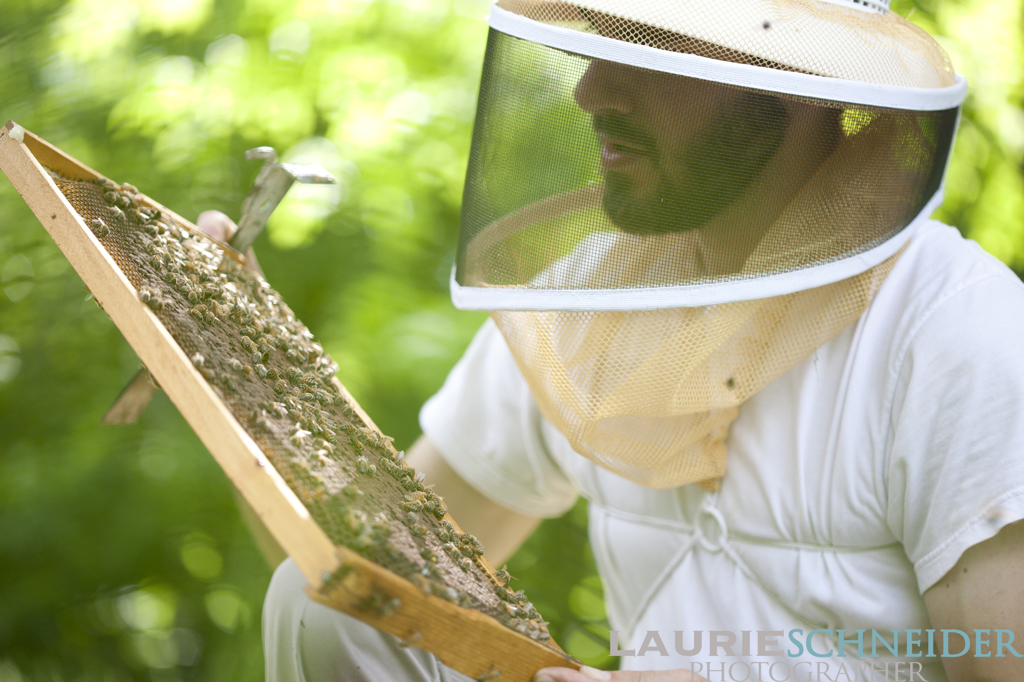 Beekeeper in veil examining a frame